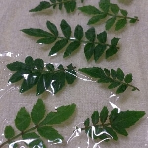 山椒の葉の保存 レシピ 作り方 By Chaachan6066 楽天レシピ 山椒の葉の保存 レシピ 作り方 By Chaachan6066 楽天レシピ
